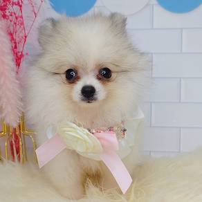 Pomeranian