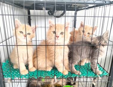 Anak Kucing 4 Bulan