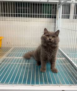Blue British Longhair kitten