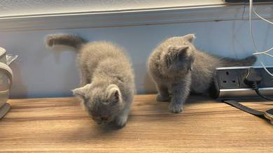 Bsh British Short Hair Kitten