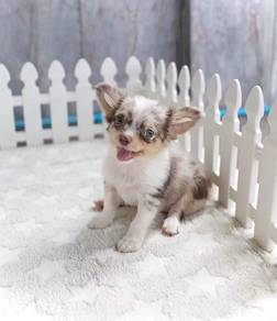 Apple head Chihuahua 