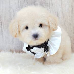 Maltipoo