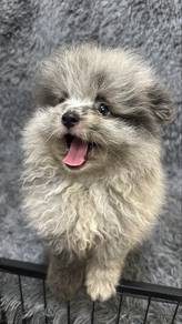 Blue Merle male Puppy M-1