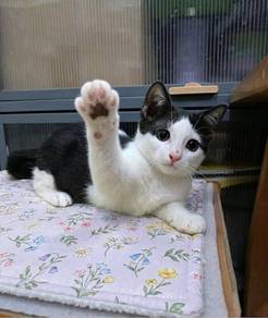 GirlDolly Adoption Ipoh