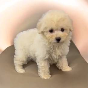 Poodle cream red black