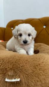Maltipoo