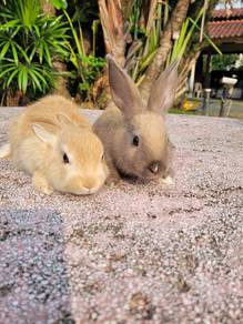 Arnab Caramel Sepasang cutee❤️❤️❤️