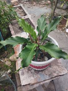 Pokok Gelombang Cinta / Anthurium / Wave of Love