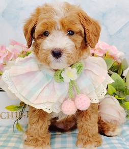 Maltipoo