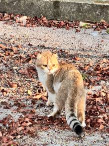 Scottish fold