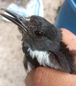 burung murai