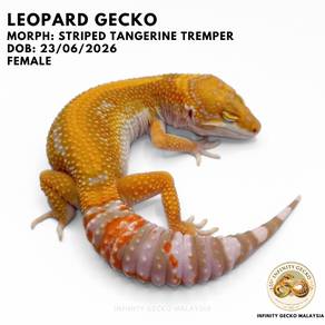 Leopard Gecko Striped Tangerine Tremper JB