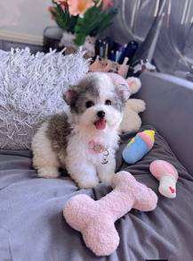 Grey white poodle -Boy 