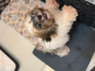 Shih Tzu