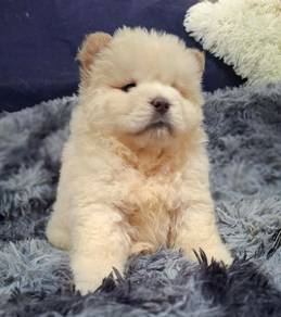 FLUFFY CHOW CHOW PUPPIES C321🌻 Cream Girl