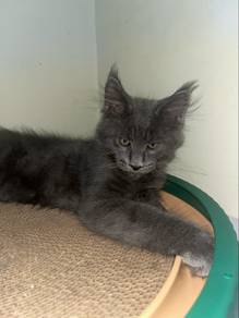 Mainecoon Kitten