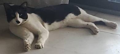 Kucing Dewasa Untuk Di Perlihara