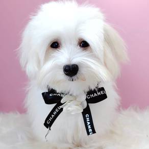 Maltese