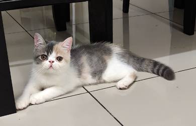 Exotic Shorthair ESH