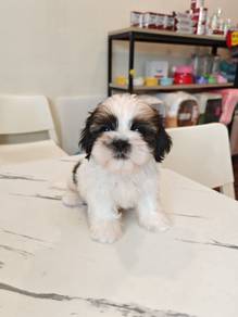 Good quality shih tzu puppy