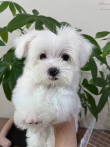 Maltese