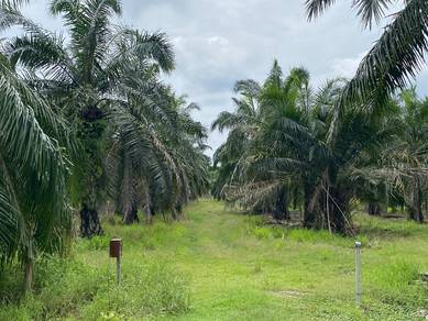 Agricultural Land in Bagan Datoh, PRK