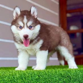 Husky, 