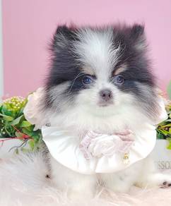 Pomeranian