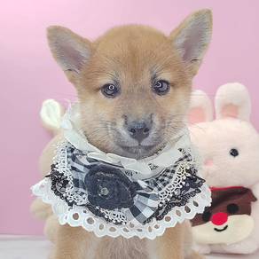 Shiba