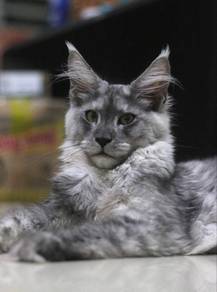 Smoke Maine Coon