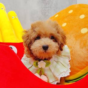 Poodle