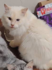 cat for rehome with fee