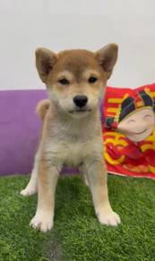 Shiba inu female mka and chip
