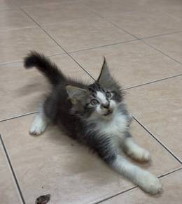Mainecoon kitten cat kucing