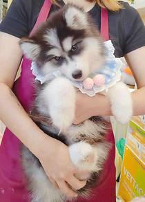 Husky