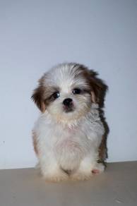 D15 Little Shih Tzu Puppy