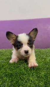 Corgi male tri color pure breed