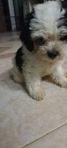 shitzhumixpoodle