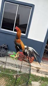 Ayam LHK