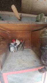Ayam serama