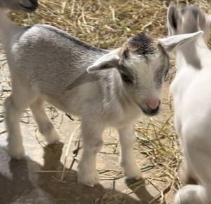 Pygmy Goat