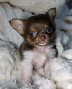 CHIHUAHUA PUPPIES 174 🌷Head Apple Cute Dog