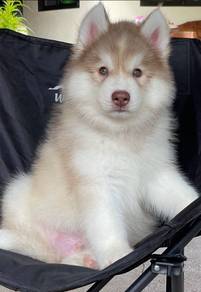 SIBERIAN HUSKY PUPPIES 🌻 Girl VIP13