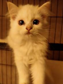 cat female for re-home with fee
