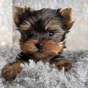 GGGG-89889 Tiny Yorkshire Terrier puppies #MKA