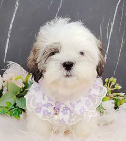 Shih Tzu