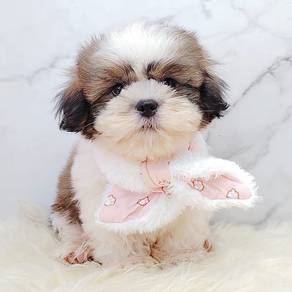 Shih Tzu