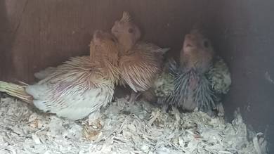 Cockatiel jinak anak suap