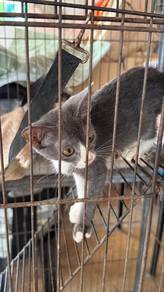 domestic shorthair