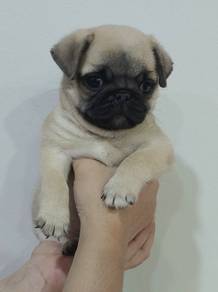 PUG PUPPIES 642🌻 Chubby Pug Female